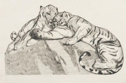 Paul JOUVE (1878 - 1973) Deux tigres au repos. 1931 Eau-forte originale sur papier...