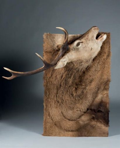 Vincent BOUCKAERT (XXe) Cerf (Cervus elaphus) au brame
Dim. 102 x 110 cm
