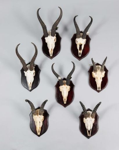 null Sept massacres d'antilope sur écus­sons bois
