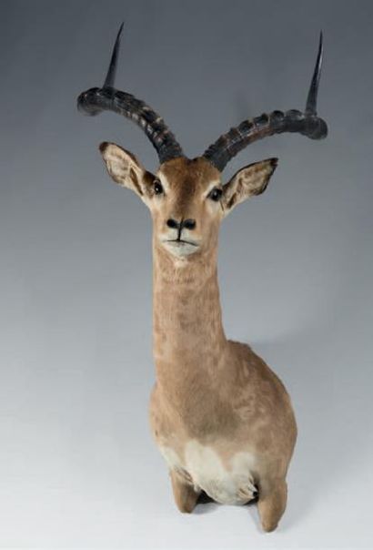 Vincent BOUCKAERT (XXe) Impala (Aepyceros melampus) natu­ralisé en cape