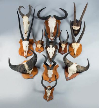 null Oryx (Oryx gazella)
Buffles (Syncerus caffer)
Eland du Cap (Taurotragus oryx)
Bubales...