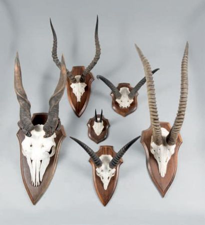 null Lot de six massacres sur écusson bois:
Eland du Cap (Taurotrogus oryx)
Hippotrague...