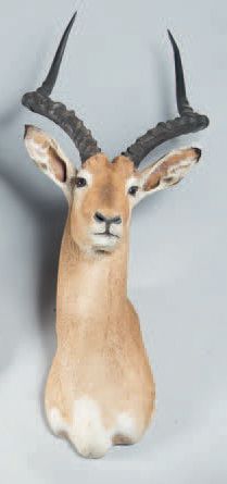 null Impala (Aepyceros melampus)
Springbok (Antidorcas marsupialis)
Deux têtes naturalisées...