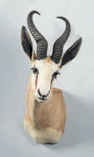 null Impala (Aepyceros melampus)
Springbok (Antidorcas marsupialis)
Deux têtes naturalisées...