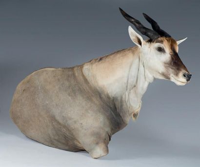 null Eland du Cap (Taurotragus oryx)
Haut. 140 - long. 157 cm