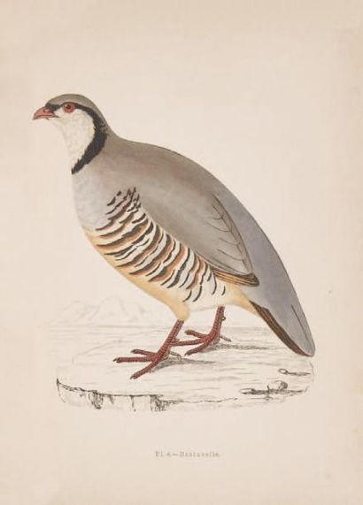 Marquis de CHERVILLE Les oiseaux de chasse Paris, 3ème édition André SIMON La chasse...