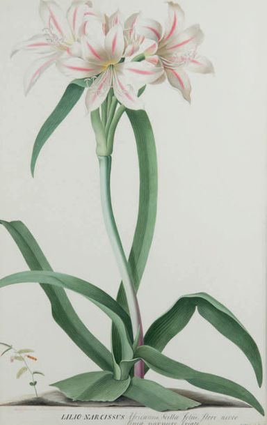 Georg Dionysius EHRET (Baden 1708 - Chelsea 1770) Lilio Narcissus Africanus Scilla...