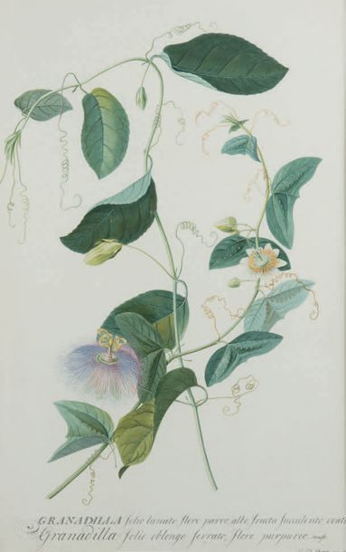 Georg Dionysius EHRET (Baden 1708 - Chelsea 1770) Granadilla folio lunato flore parvo,...