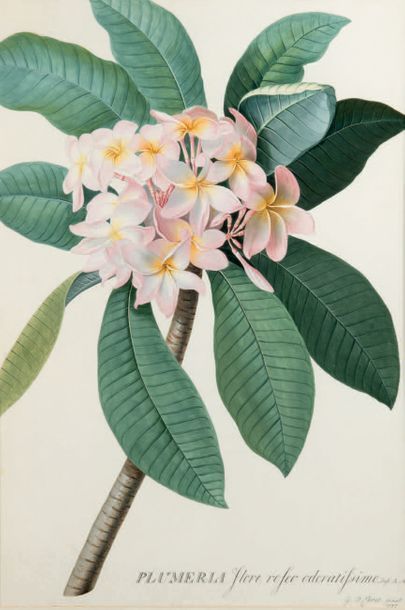 Georg Dionysius EHRET (Baden 1708 - Chelsea 1770) Plumeria flore roseo odoratissimo....