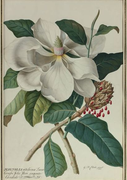 Georg Dionysius EHRET (Baden 1708 - Chelsea 1770) Magnolia altissima Laure Cerasa...