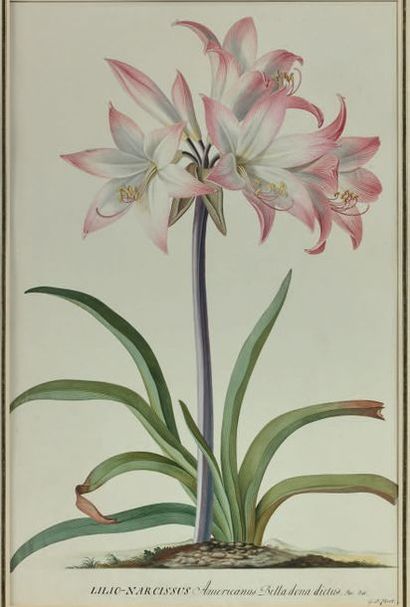 Georg Dionysius EHRET (Baden 1708 - Chelsea 1770) Lilio Narcissus Americanus Belladona...