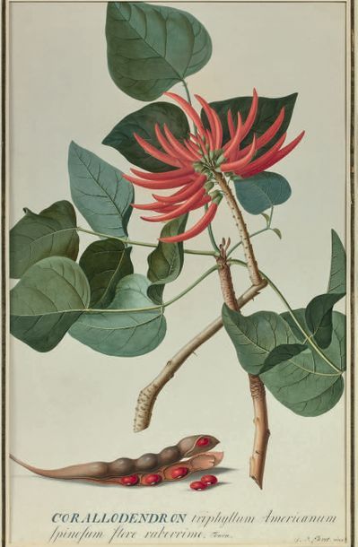 Georg Dionysius EHRET (Baden 1708 - Chelsea 1770) Corallodendron triphyllum Americanum...