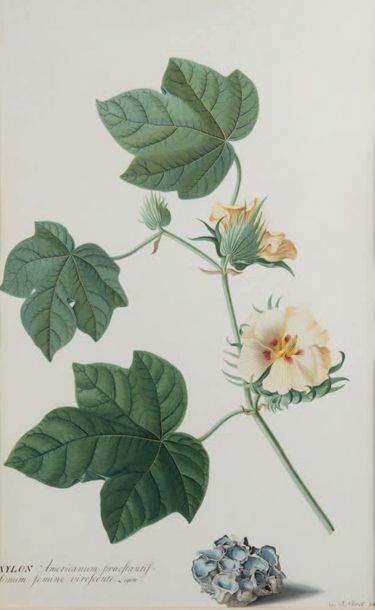 Georg Dionysius EHRET (Baden 1708 - Chelsea 1770) Xylon Americanum praestantis linum...