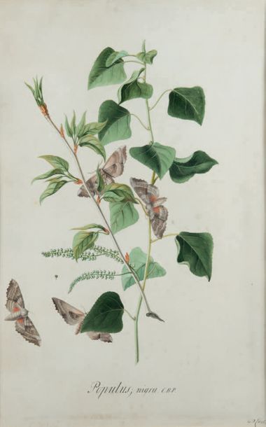 Georg Dionysius EHRET (Baden 1708 - Chelsea 1770) Populus, nigra C. B. P.
Aquarelle...