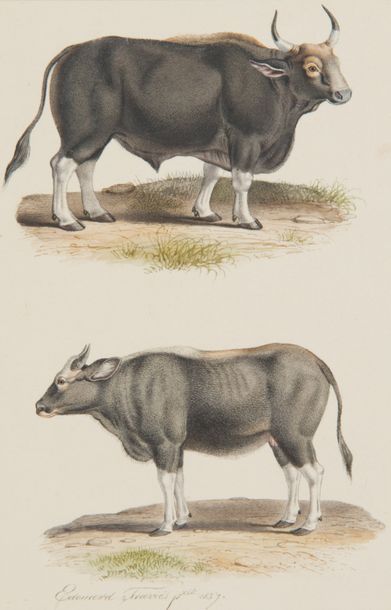 Edouard TRAVIES (1809-1876) Taureau et vache
Aquarelle sur papier datée 1837 en bas...
