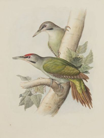 MEUNIER Picus canus Femelle et Mâle Pi cendré - Grey - headed
Woodpecker Male and...