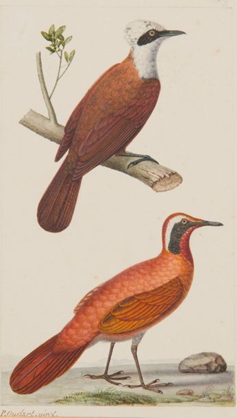Paul Louis OUDART (1796 - 1860) Garrulax leucolophus. Garrulaxe à huppe blanche....