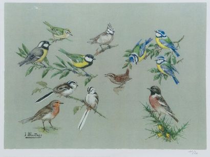 Joseph OBERTHUR Étude de petits oiseaux: mésange, rouge gorge, troglodite...
Reproduction...