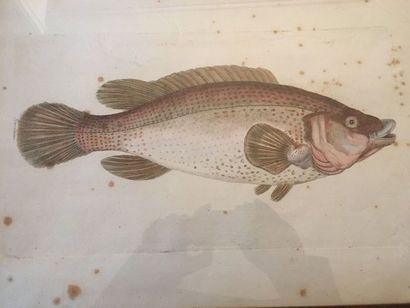 null Quatre gravures encadrées représentant des poissons Espagne, XVème siècle