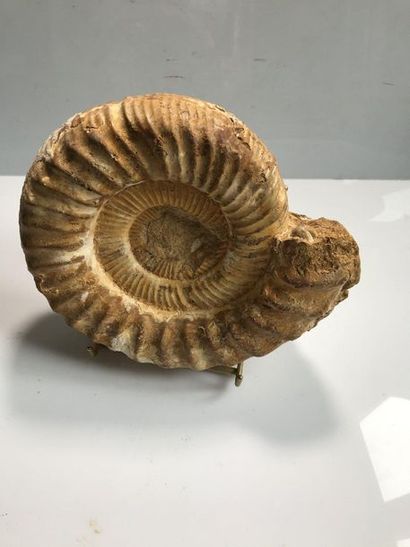 null Ammonite brut 6kg

Long : 27cm