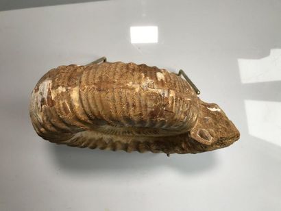 null Ammonite brut 6kg

Long : 27cm