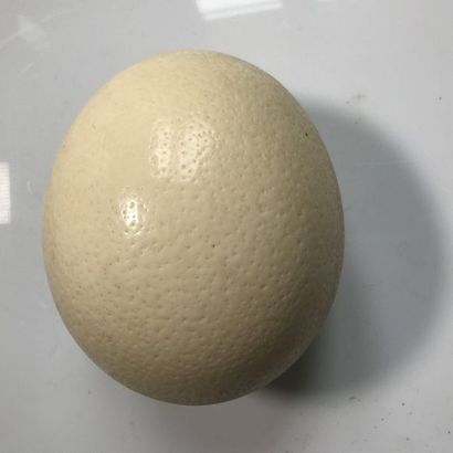 null Ostrich egg (16cm)

Hammered metal stand (14cm)