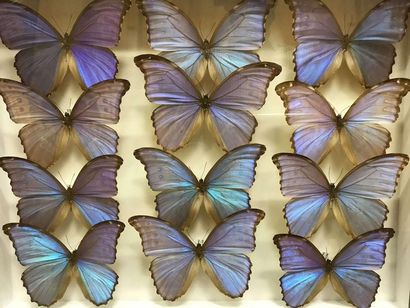 null Butterfly box
Morpho godarti assarpai Peru 12m