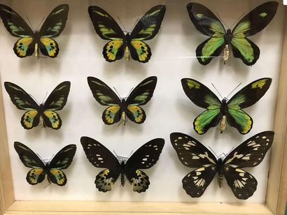 null Boite papillons
Ornithoptera rothchildi 5 m, 1f . O. rubianus 1 m, O.vict. victoriae...