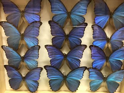 null Butterfly box
Morpho godarti didius Peru 12 m