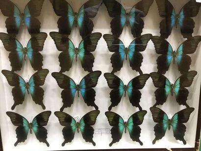 null Butterfly box
Papilio adamantius Sulawesi Indonesia 16m