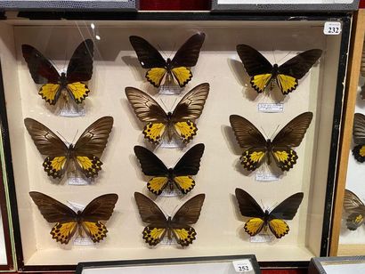 null Boite papillons
Troides helena diverses varietés dont hephaestus, sagitatus,...