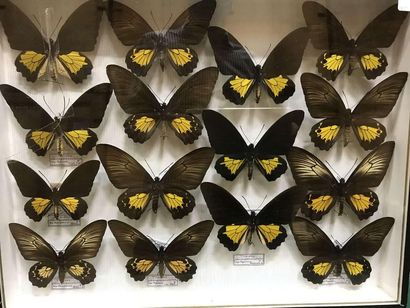 null Boite papillons
Troides oblongomaculatus papuensis Nlle Guinée 6m 9f annexe...