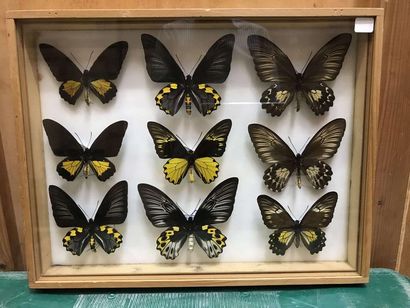 null Butterfly box
Troids oblongo.oblongomaculatus 2 pairs, amphrysus 1 pair, hypolitus...