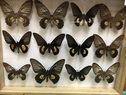 null Butterfly box
Troides haliphron 5m 7f Annex II/B - No. of cites