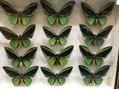 null Boite papillons
Ornithoptera priamus poseidon 12 m annexe II/B - n° de cite...