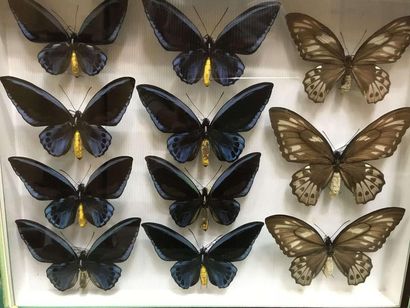 null Boite papillons
Ornitho. urvilleanus 8m 3f annexe II/B - n° de cites