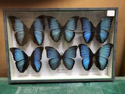 null Boite papillons
Morpho deidamia Pérou 6m