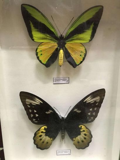 null Boite papillons
O. goliath atlas 1 couple annexe II/B - n° de cites