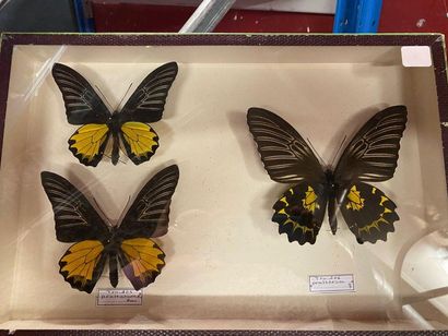 null Butterfly box
Troides prattorum buru Ils 2m+ 1 f Annex II/B - No of cites