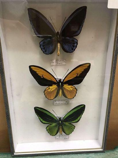 null Butterfly box
Ornith.croesus lydius, priamus Kasandra, priamus urvillianus 3...