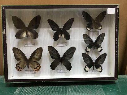 null Butterfly box
Atrophaneura horishanus, a.aidoneus, a.zalecus 7 ex.