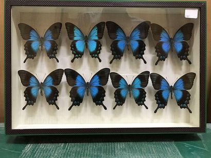 null Boite papillons
Papilio lorquinianus Indonésie 8 ex.
