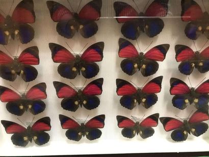 null Boite papillons
Agrias sardanapalus lugens Pérou 16m