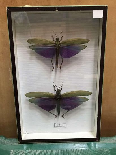 null Butterfly box
Titanacris albipes couple from French Guiana nice specimen