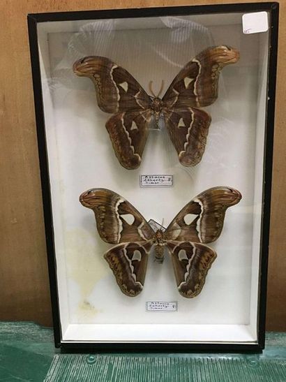 null Butterfly box
Attacus dohertyi Timor Indonesia 1 couple