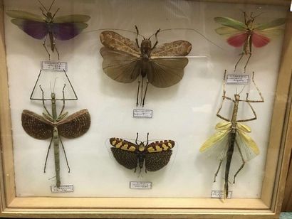 null Boite papillons
Phasme + Titanacris albipes et insectes remarquables.