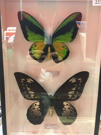 null Butterfly box
Ornithoptera meridionalis Irian-Jaya Indonesia pair Annex II/B...