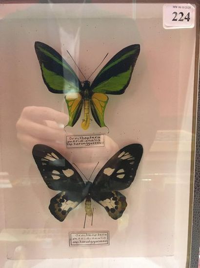 null Butterfly box 
Ornithoptera goliath procus Ceram Indonesia pair Annex II/B -...