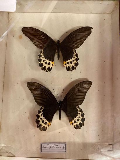 null Boite papillons
Papilio lampsachus Java rare 2m A2