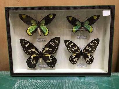 null Butterfly box
Ornithoptera v. victoriae Solomon Islands 2 pairs Annex II/B -...